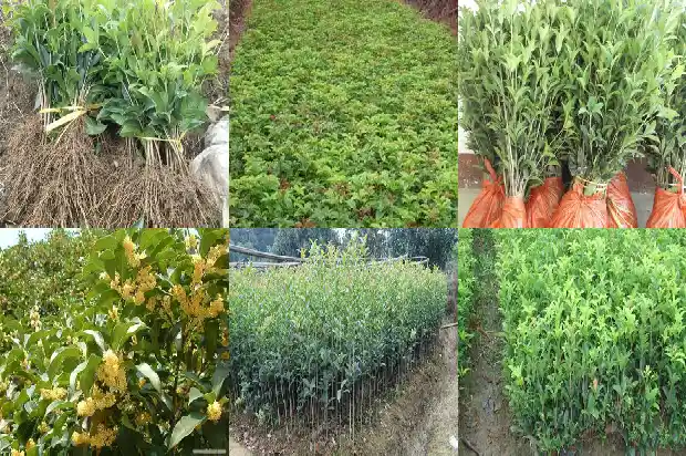 桂花树的果实可以食用吗有毒吗1681873250947