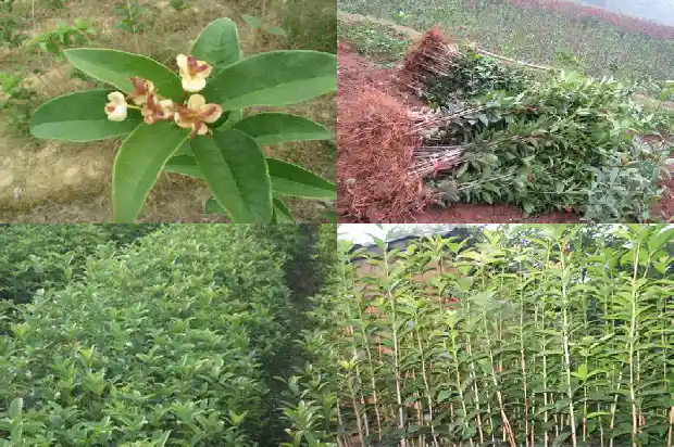 桂花树的果实可以食用吗有毒吗1681873250994