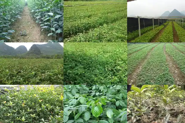 桂花树结的果实可以吃吗?1681873274423