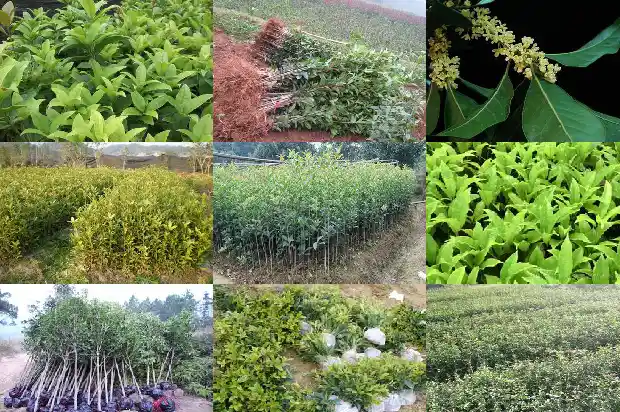 桂花树的果实可以吃吗?1681873302245