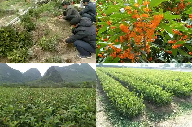 桂花树几月结果子1681873332071