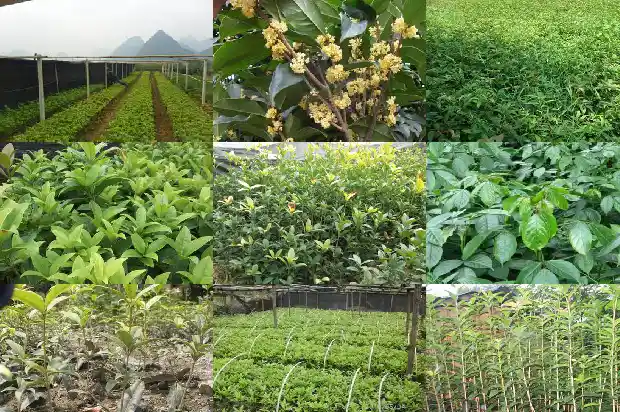 桂花树几月结果子1681873332119