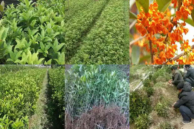 桂花树结果是什么果1681873361753