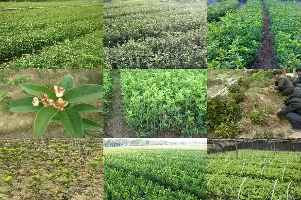 桂花树结果是什么果1681873361801