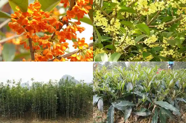 桂花树的果实可以泡水喝吗有毒吗1681873391914