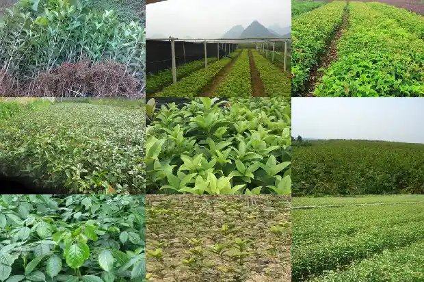 桂花树的果实可以泡酒吗1681873421290