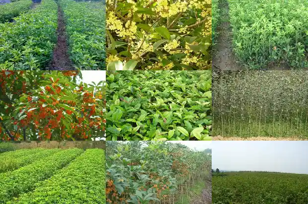 桂花树的果实可以泡酒吗1681873421338
