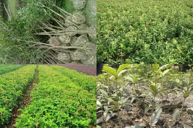 会结果实的桂花树1681873449692