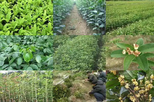 桂花籽可以吃吗1681873516193