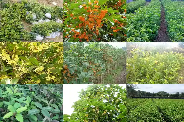 桂花树的果实怎么吃的1681873609497