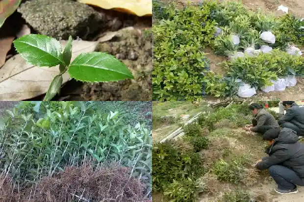 桂花树的果实怎么吃的1681873609543