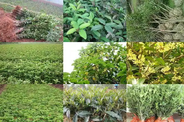 桂花树果实怎么吃法1681873635029