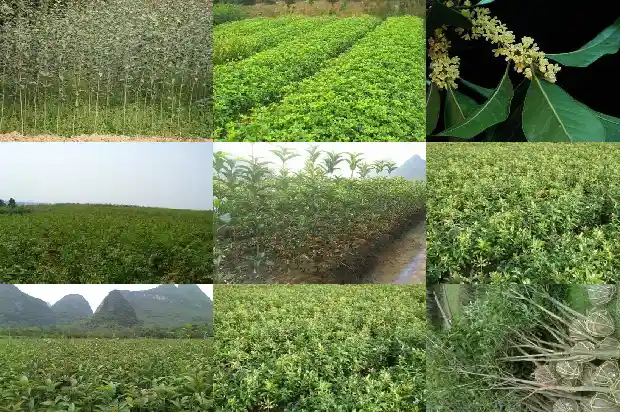 桂花树的果实什么颜色才可以吃1681873666987