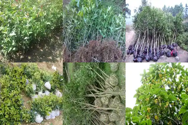桂花树的果实什么颜色才可以吃1681873667035