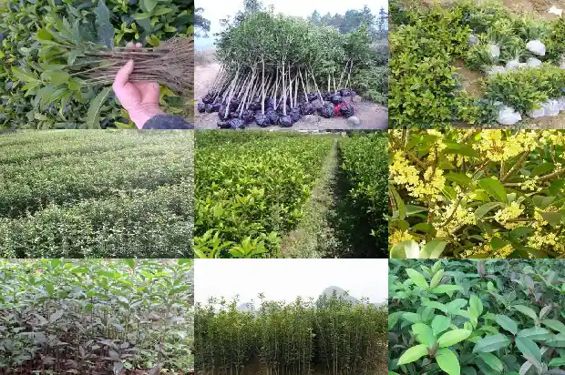 桂花树结的果怎么吃最好1681873690489