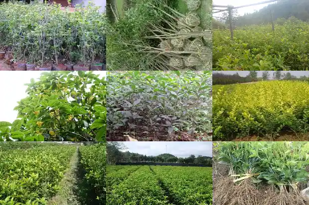 桂花树结的果实怎么食用1681873716396