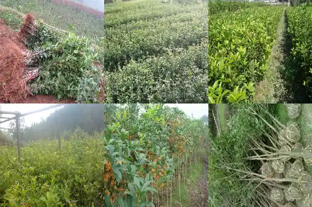 桂花树结的果实怎么食用1681873716443