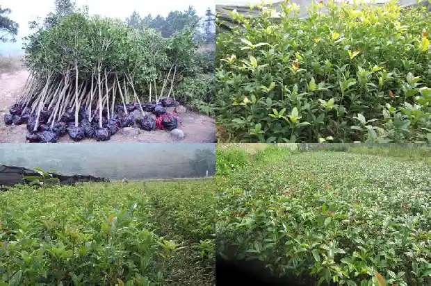 桂花树结的果子怎样食用的1681873751052