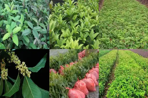 桂花一年开三次花寓意好吗1688861905844