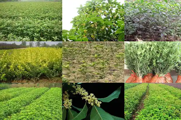 桂花果什么时候成熟上市1681873819581