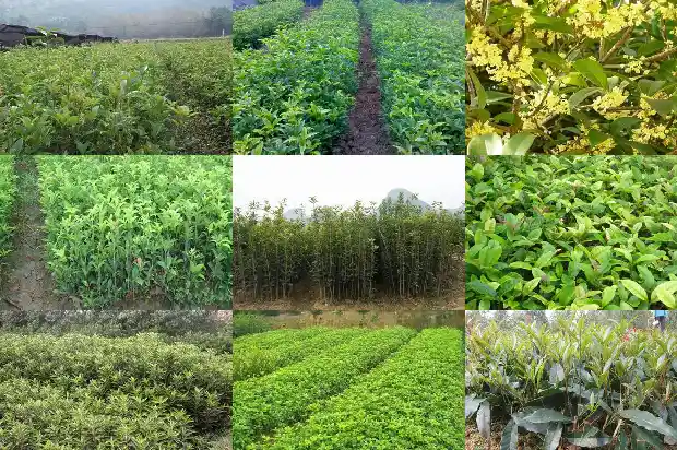 桂花果什么时候成熟上市1681873819628