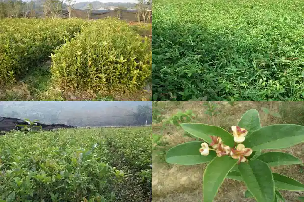 桂花成熟的季节是几月1681873847476