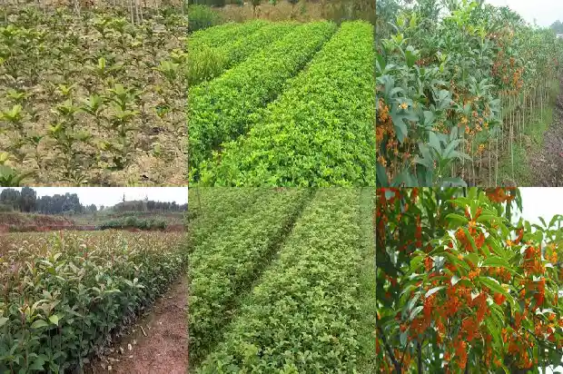 桂花成熟的季节是几月1681873847524