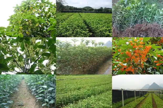 桂花成熟的季节是几月1681873847571