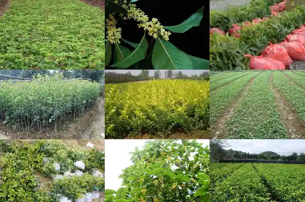 桂花果成熟后如何保存怎么吃1681873935851