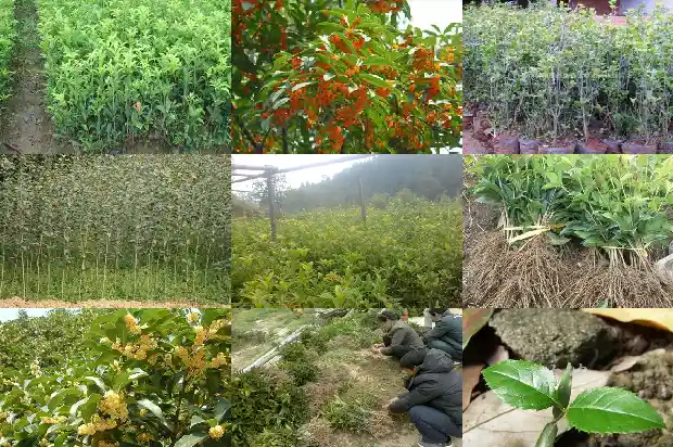 桂花树枝条嫁接多久才能生根1681874063466