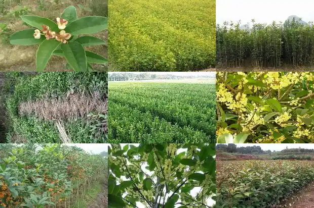 桂花树的果实泡酒有什么功效和作用1681874126885