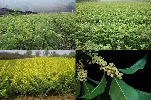 桂花酒过期了能浇花吗1689313147758
