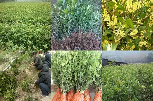桂花树的果实泡酒有什么功效和作用1681874126981