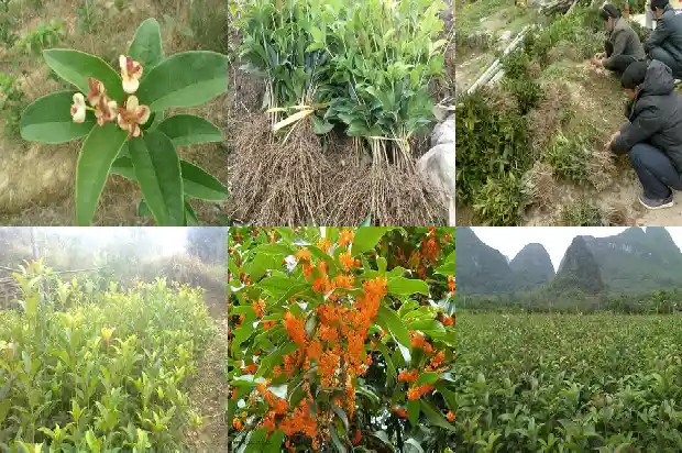 桂花树的果实泡酒有什么功效呢1681874157769