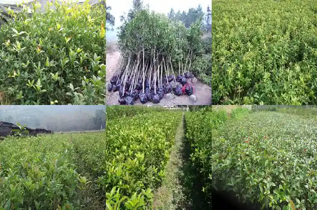 桂花的果实泡酒喝有什么功效1681874183472