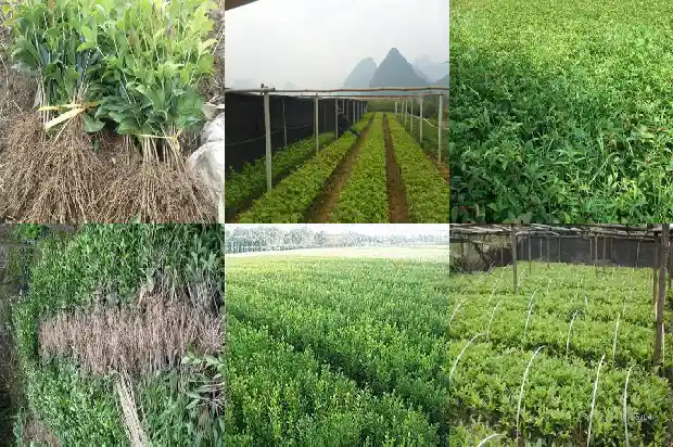 桂花树的行情怎么样1689898200367