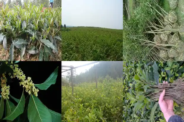 桂花树的果实叫什么名字来着1681874213232