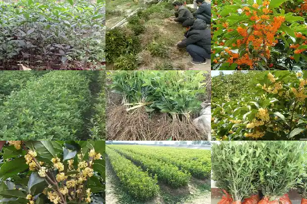 桂花每年什么时候开花1688861477016