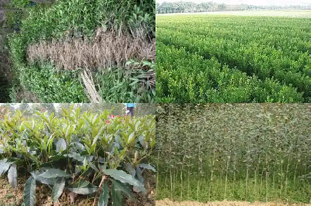 桂花什么时候移栽换盆好呢1688862014835