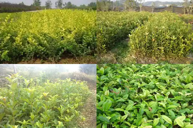 桂花树的果果是什么1681874299109