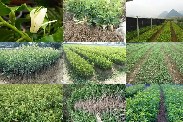 桂花树上长的果实是什么1681874327456