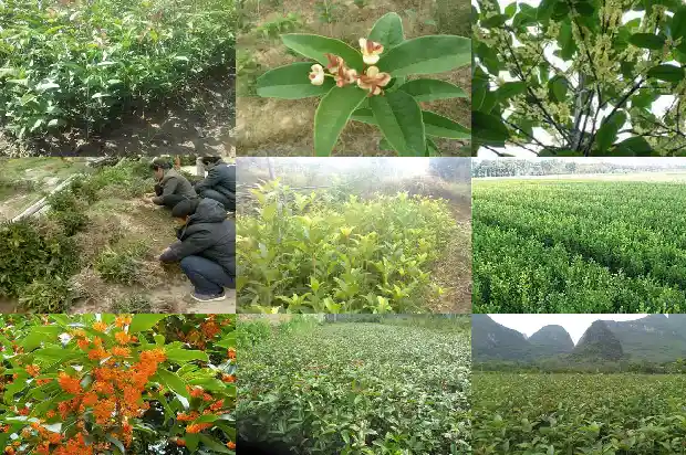 桂花树上长的果实是什么1681874327504
