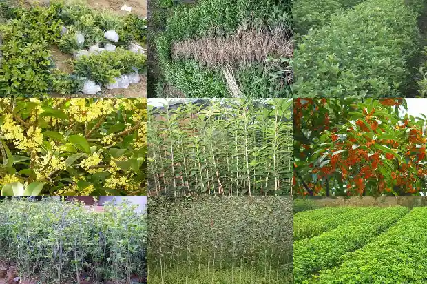 长果子的桂花树叫什么1681874355553
