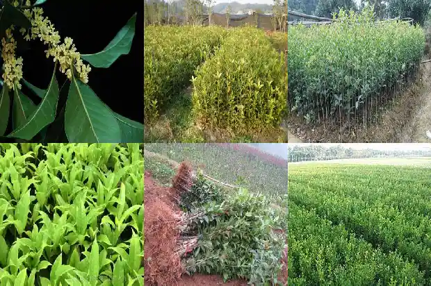 长果子的桂花树叫什么1681874355601