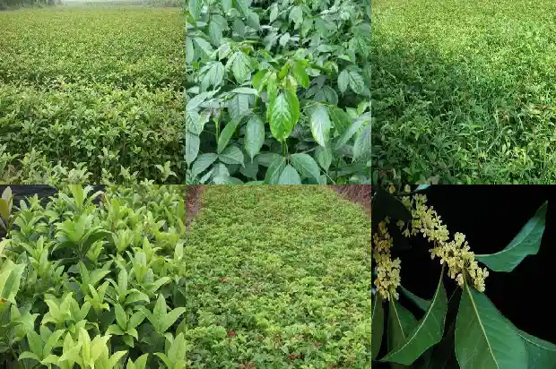 桂花树上的果子是什么1681874418265
