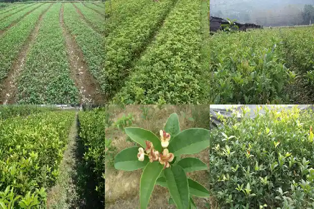 桂花树上的果子是什么1681874418313