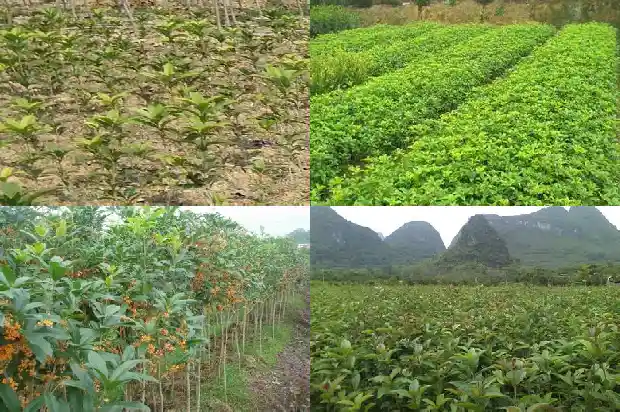 桂花树结的果实是什么样的1681874477827