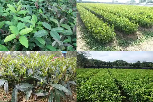 桂花树结的果实是什么品种1681874507630