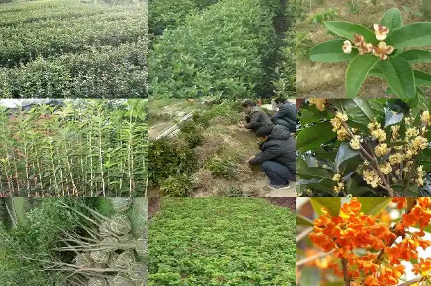 桂花树结的果实是什么品种1681874507678