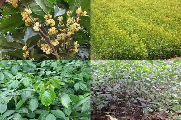 桂花树上结的果是什么1681874537523